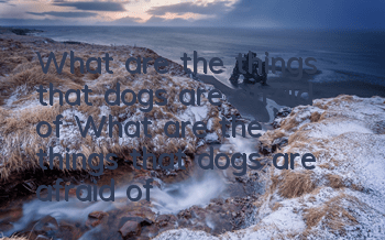 What are the things that dogs are afraid of? What are the things that dogs are afraid of?