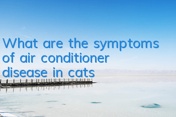 TWhat are the symptoms of air conditioner disease in cats?