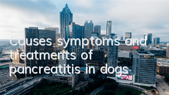 Causes, symptoms and treatments of pancreatitis in dogs