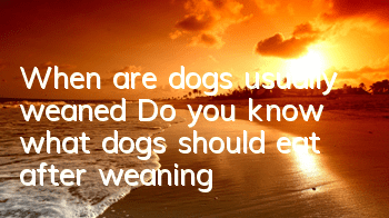 When are dogs usually weaned? Do you know what dogs should eat after weaning?