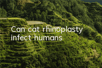 Can cat rhinoplasty infect humans?