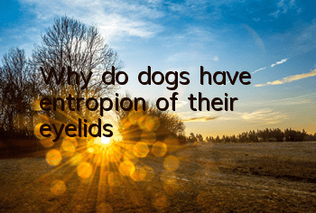 TWhy do dogs have entropion of their eyelids?