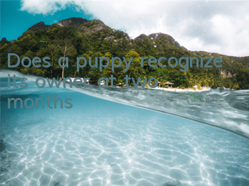 Does a puppy recognize its owner at two months?