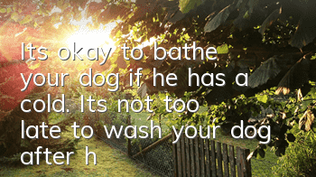 It’s okay to bathe your dog if he has a cold. It’s not too late to wash your dog after he has recovered from the cold.