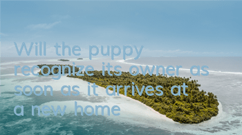 Will the puppy recognize its owner as soon as it arrives at a new home?