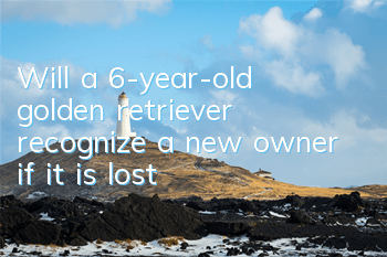 Will a 6-year-old golden retriever recognize a new owner if it is lost?