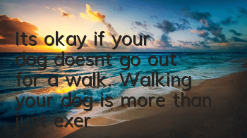 TIt’s okay if your dog doesn’t go out for a walk. Walking your dog is more than just exercise.
