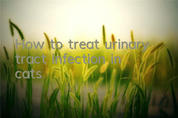 How to treat urinary tract infection in cats