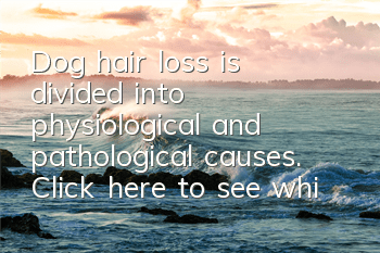 Dog hair loss is divided into physiological and pathological causes. Click here to see which type your dog belongs to?