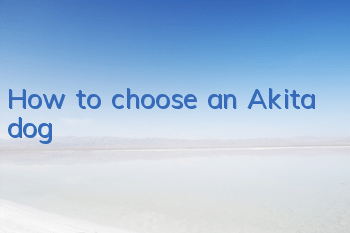 How to choose an Akita dog