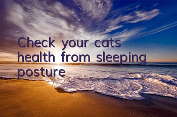 Check your cat’s health from sleeping posture