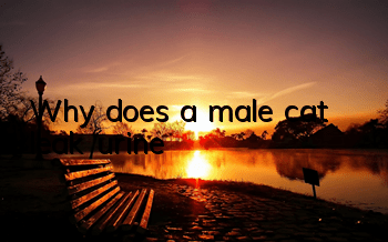 Why does a male cat leak urine?