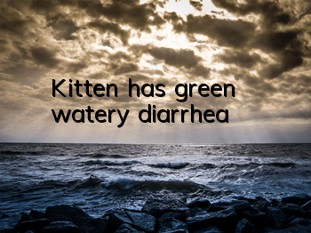 Kitten has green watery diarrhea