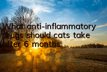 What anti-inflammatory drugs should cats take after 6 months?