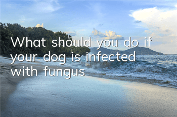 TWhat should you do if your dog is infected with fungus?