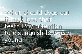 What should dogs eat if they lose their teeth? Pay attention to distinguish between young dogs and old dogs!