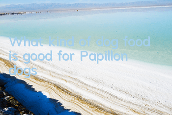 TWhat kind of dog food is good for Papillon dogs?