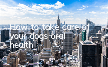 How to take care of your dog’s oral health