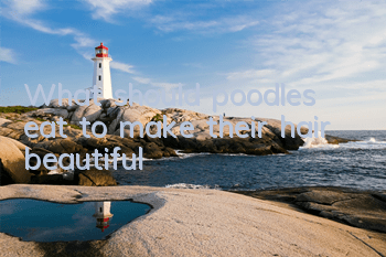 What should poodles eat to make their hair beautiful?