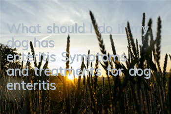 What should I do if my dog ​​has enteritis? Symptoms and treatments for dog enteritis