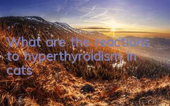 What are the reactions to hyperthyroidism in cats?