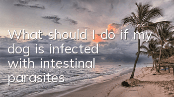 What should I do if my dog ​​is infected with intestinal parasites?