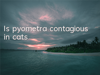 Is pyometra contagious in cats?