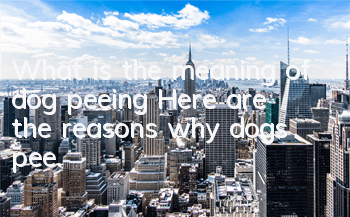 What is the meaning of dog peeing? Here are the reasons why dogs pee.