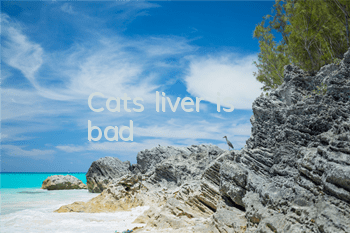 Cat's liver is bad