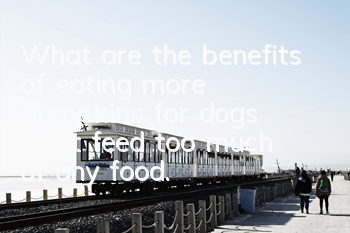 What are the benefits of eating more pumpkins for dogs? Don’t feed too much of any food.