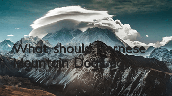 What should Bernese Mountain Dogs eat?