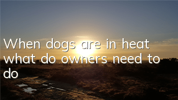 When dogs are in heat, what do owners need to do?
