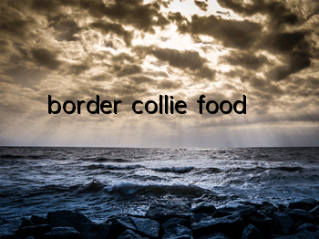 border collie food
