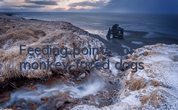Feeding points for monkey-faced dogs