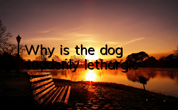 TWhy is the dog suddenly lethargic?