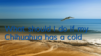 What should I do if my Chihuahua has a cold?