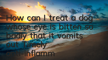 How can I treat a dog whose eye is bitten so badly that it vomits out? Timely anti-inflammation can save lives.