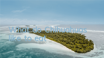 What do Chihuahuas like to eat?