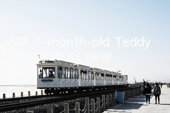 Will 7-month-old Teddy recognize its new owner?