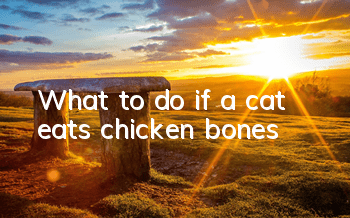 TWhat to do if a cat eats chicken bones