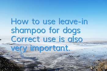 How to use leave-in shampoo for dogs? Correct use is also very important.