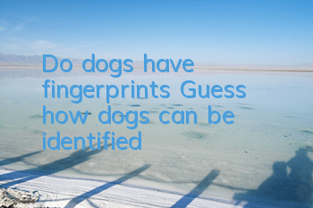Do dogs have fingerprints? Guess how dogs can be identified?