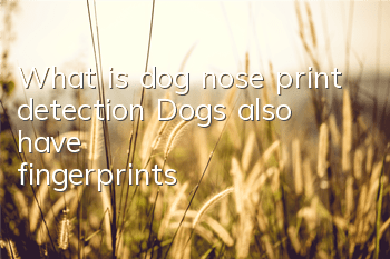 What is dog nose print detection? Dogs also have “fingerprints”