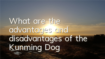 What are the advantages and disadvantages of the Kunming Dog?