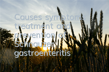 Causes, symptoms, treatment and prevention of Schnauzer gastroenteritis