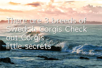 There are 3 breeds of Swedish Corgis! Check out Corgi’s “little secrets”