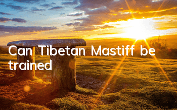 Can Tibetan Mastiff be trained?