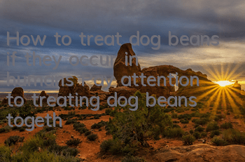 How to treat dog beans if they occur in humans? Pay attention to treating dog beans together!