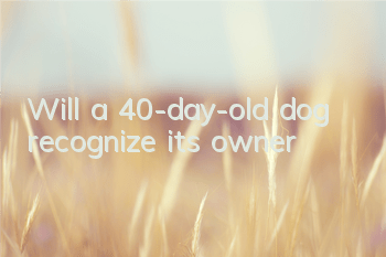 Will a 40-day-old dog recognize its owner?