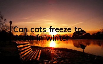 Can cats freeze to death in winter?
